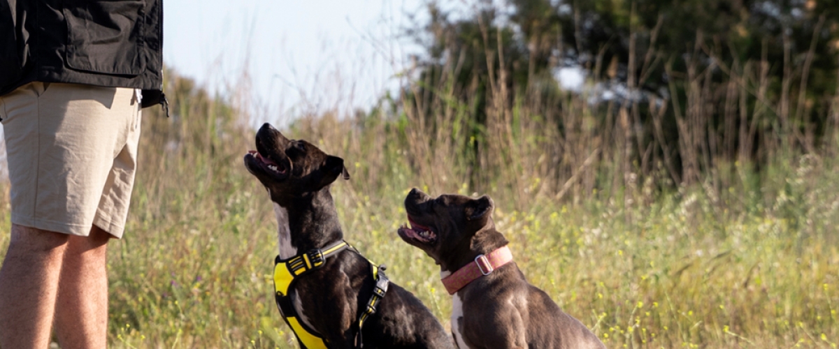 Treinadores e criadores