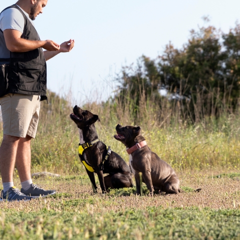 Treinadores e criadores